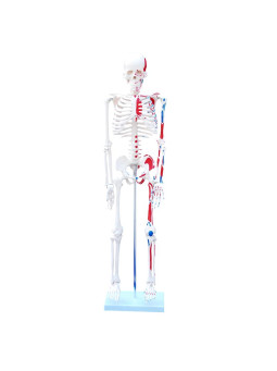 SKELETON WITH PAINTED MUSCLES